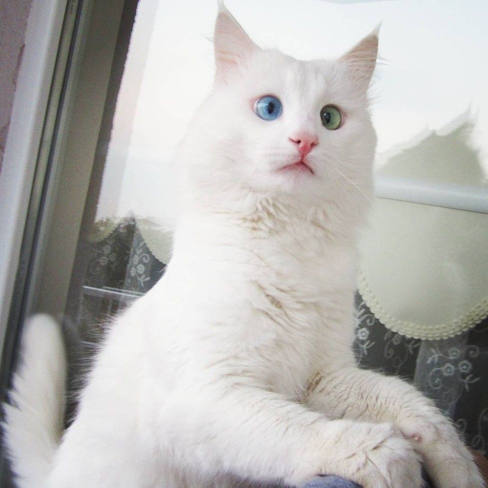 Odd eyed store cat