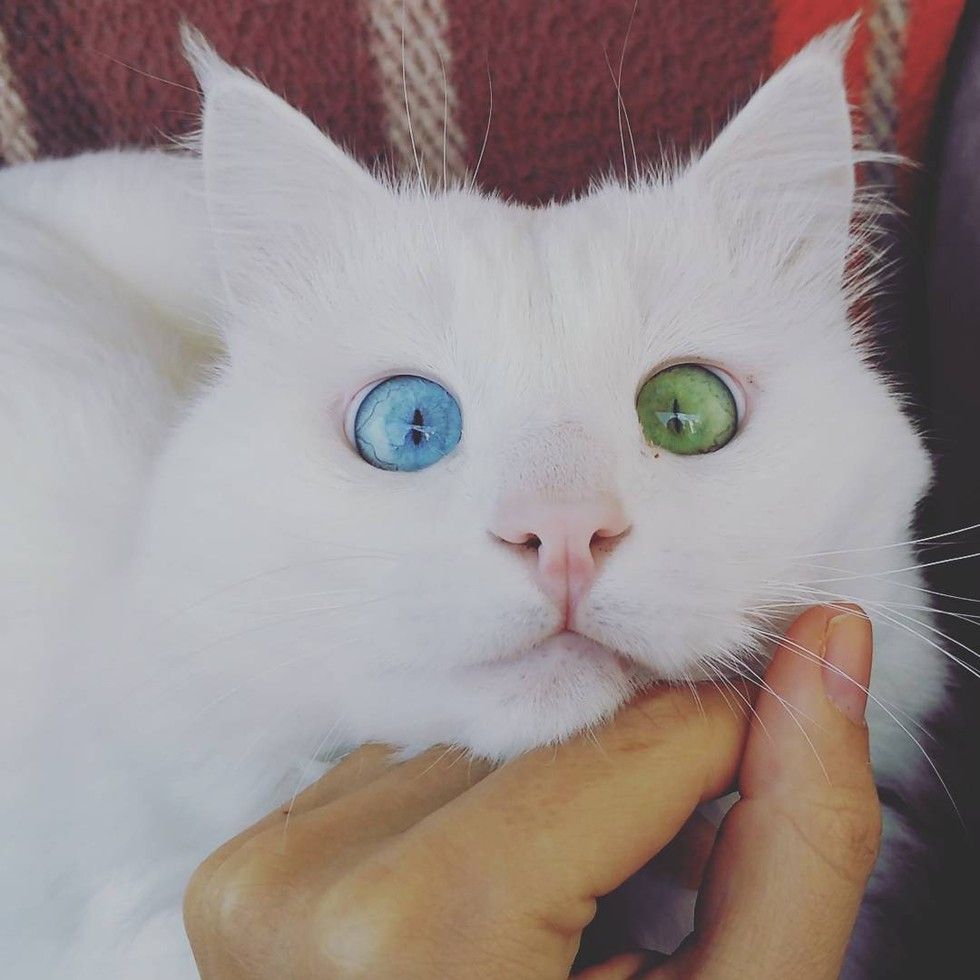 This Slightly Crosseyed Kitty Will Mesmerize You With His Distinctive Eyes Love Meow