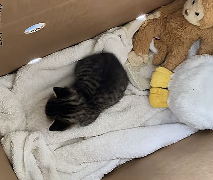 tabby kitten sleeping