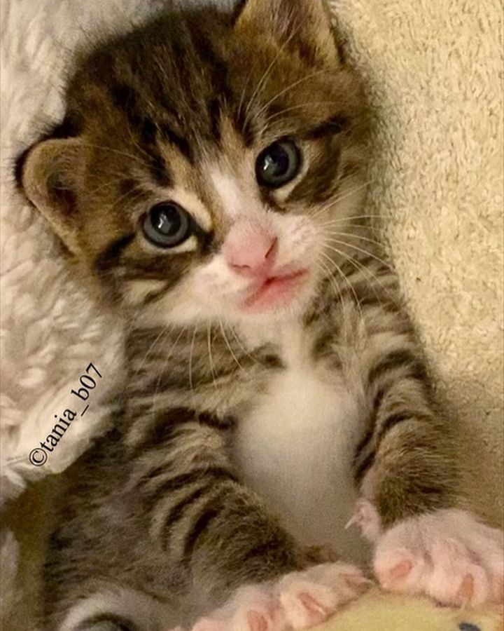 sweet tabby kitten