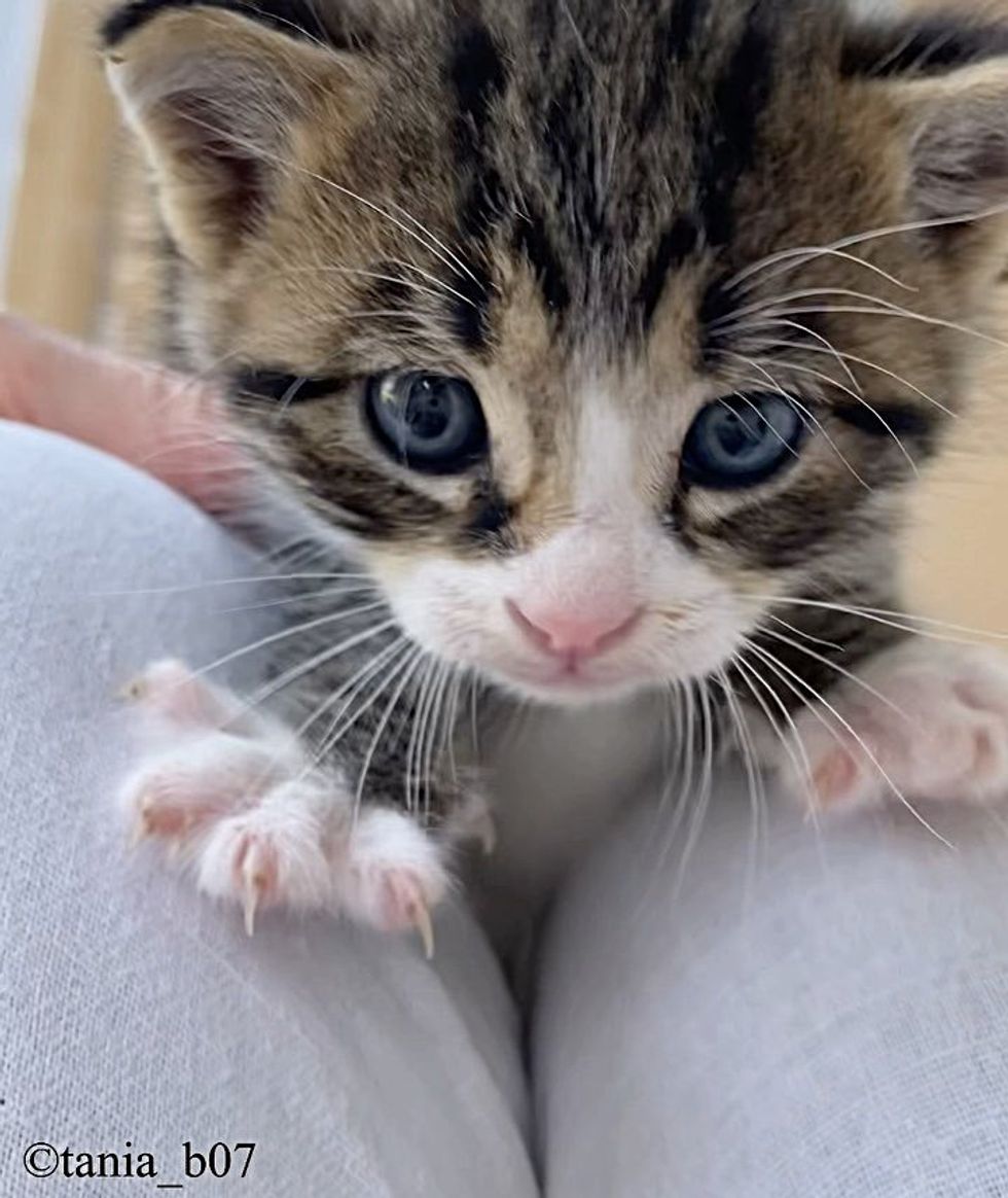 sweet lap cat kitten