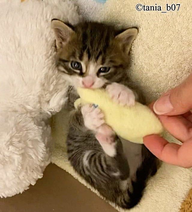 cute tabby kitten toy