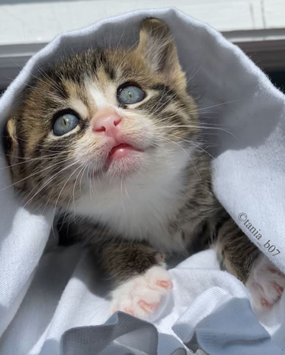 tabby kitten purrito snuggles