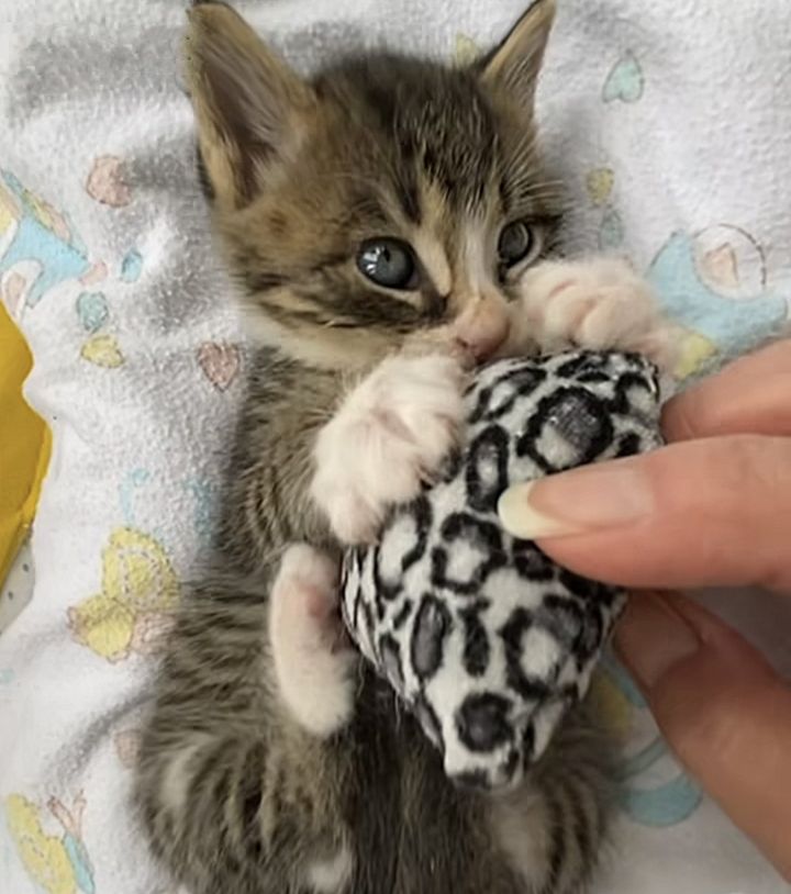 kitten plays kicks toy