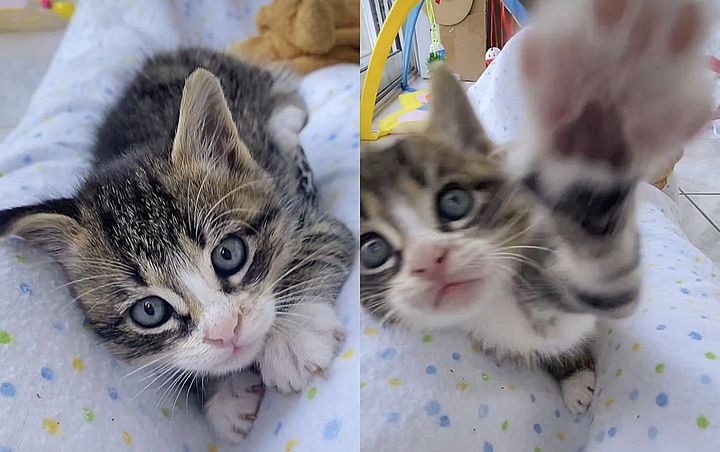 kitten plays on lap