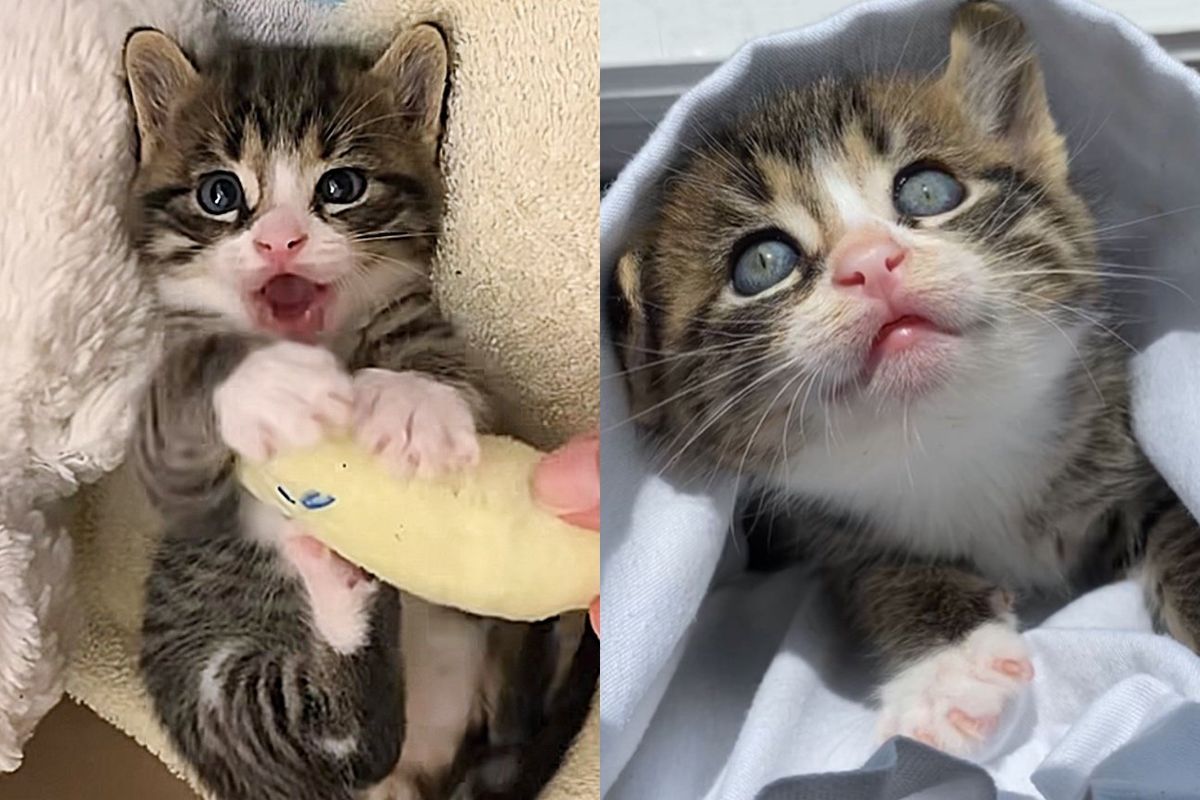 Kitten Discarded Outside Turns Joyful with Charged Bunny Kicks the Moment He Sets Foot in a Home