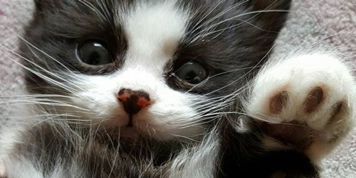 Cute Fur Babies from Our Fans! Love Meow