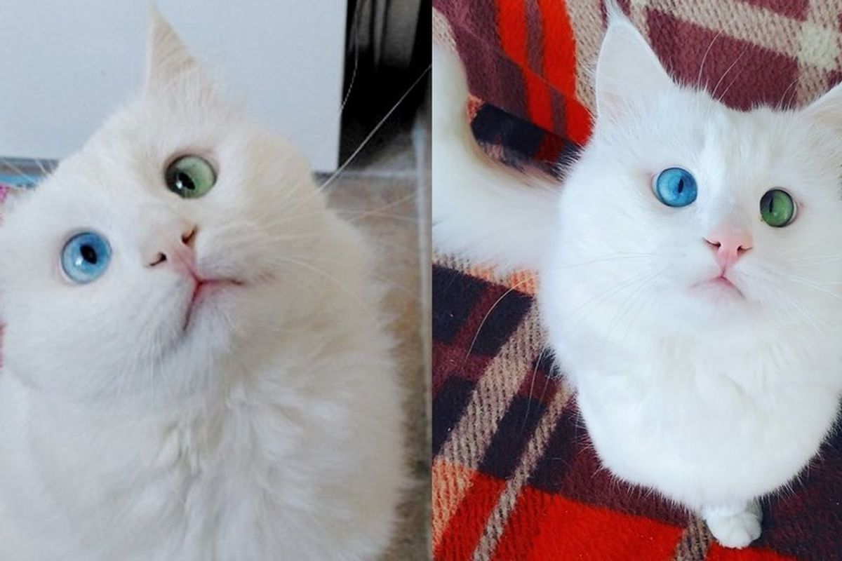 This Slightly Cross-eyed Kitty Will Mesmerize You With His Distinctive Eyes