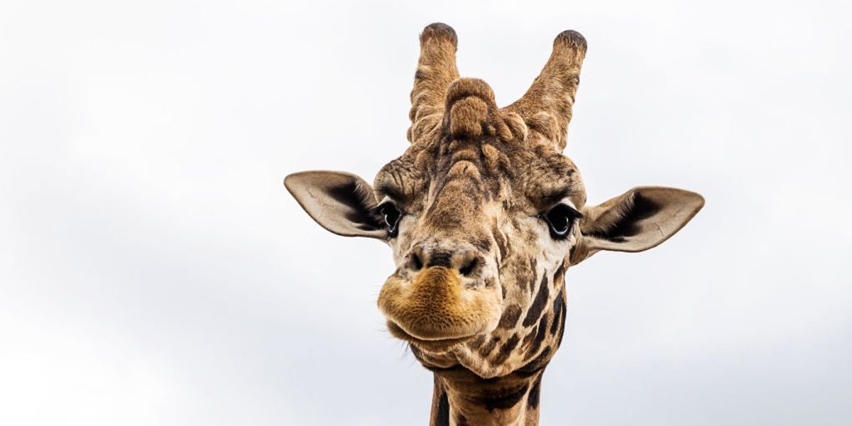 NextImg:CBP 'destroyed' giraffe poop that person had planned to turn into a necklace