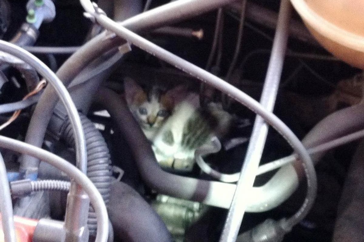 Vehicle Starts Meowing, They Are Surprised by What They Find