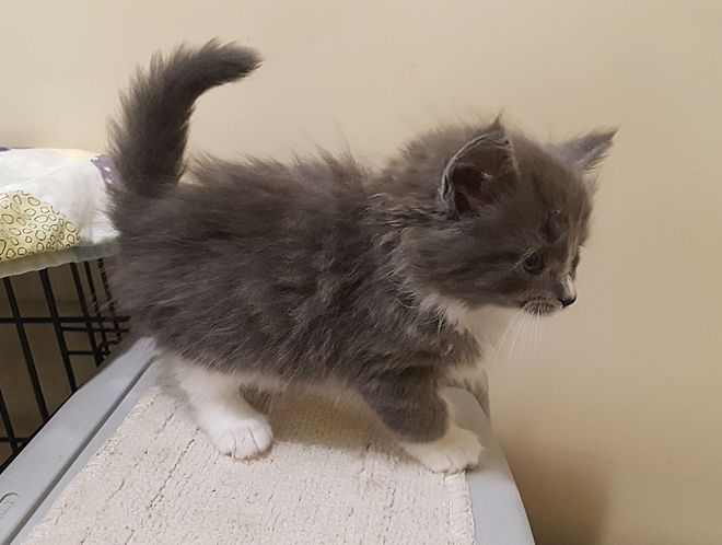 gray kitten fluffy