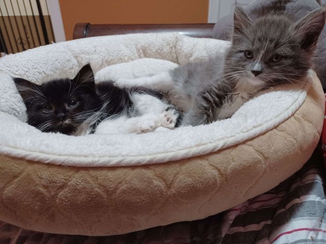 snuggly kittens bed
