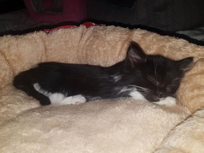 tuxedo kitten sleeping