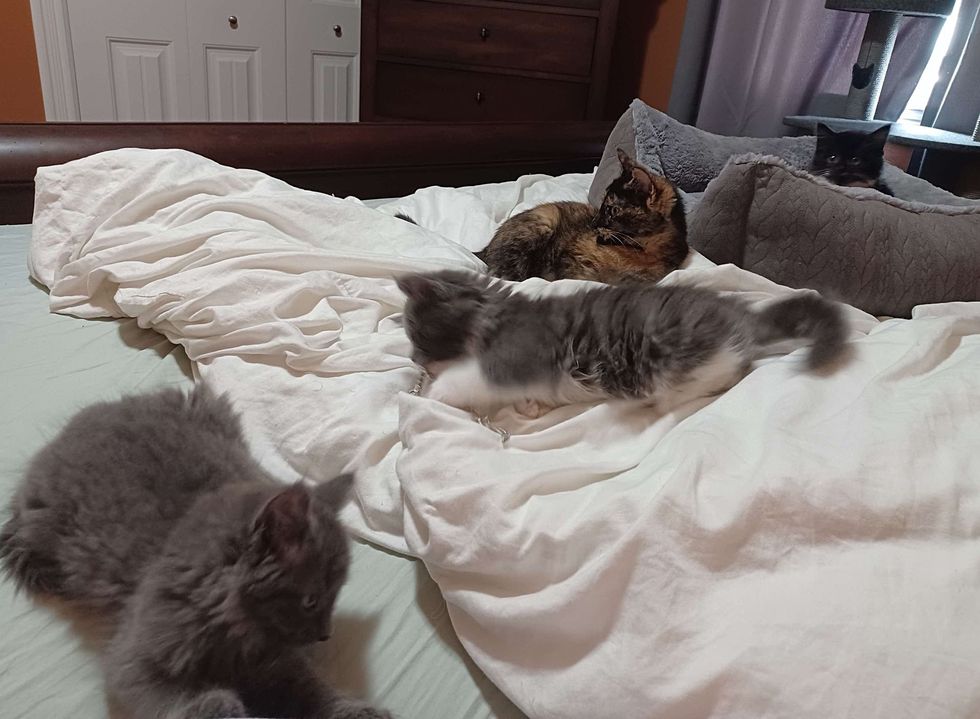 kittens playing on bed cat