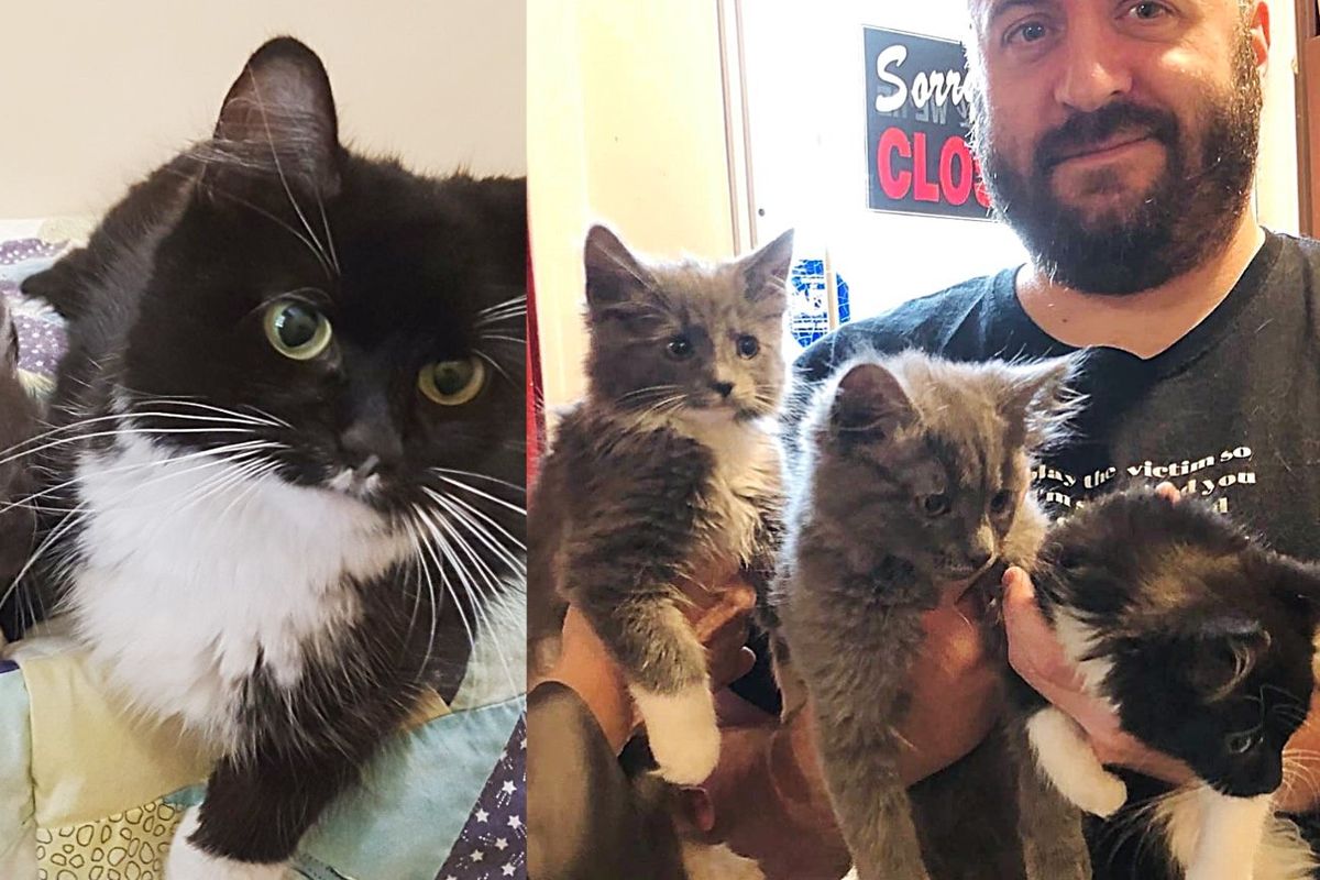 Guy Plans to Adopt a Cat and a Kitten but Can't Leave the Rest of Litter Behind, So He Takes Them All