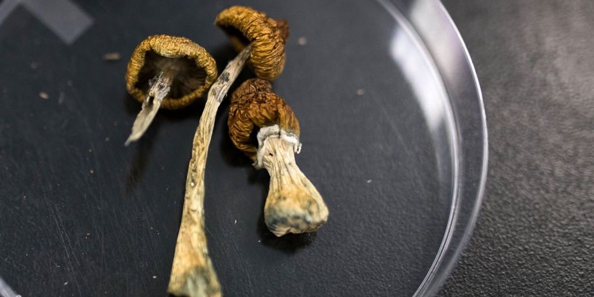 Gavin Newsom vetoes bill that decriminalizes psychedelics, would allow possession and growing of magic mushrooms and DMT