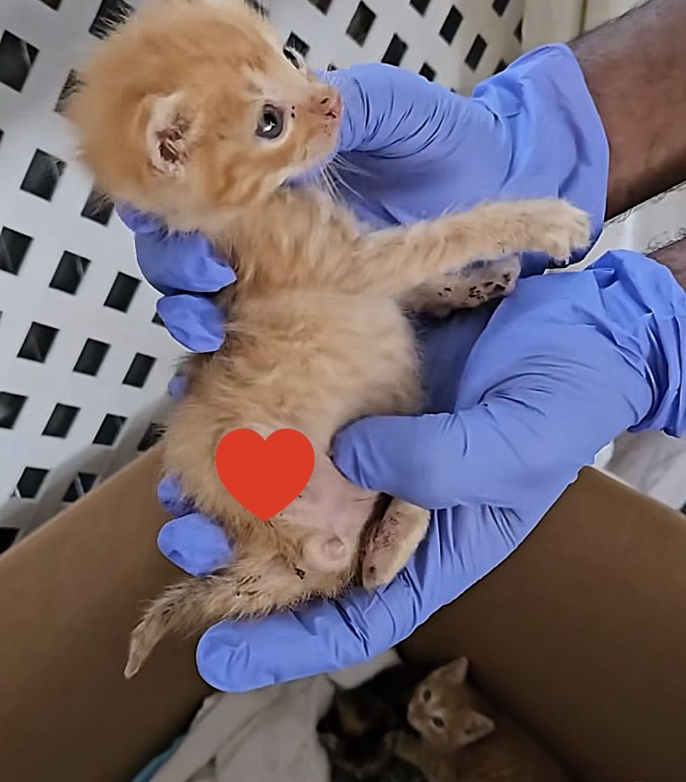 kitten street rescue