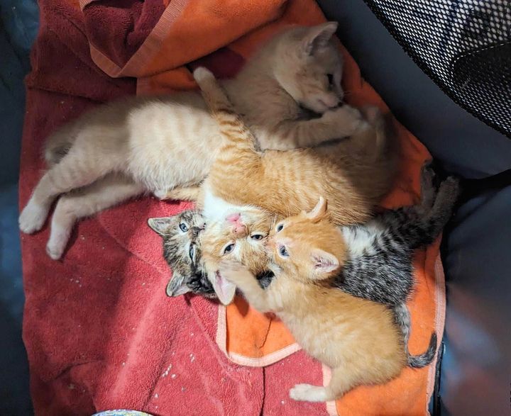 snuggly kitten cuddle pile