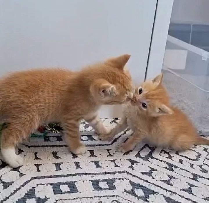 sweet kittens kisses