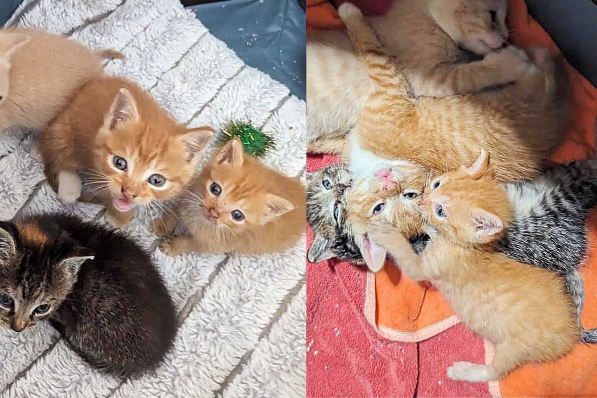 Kitten Who Almost Didn't Make it, Has the Sweetest Response the Moment He's Taken in with Littermates