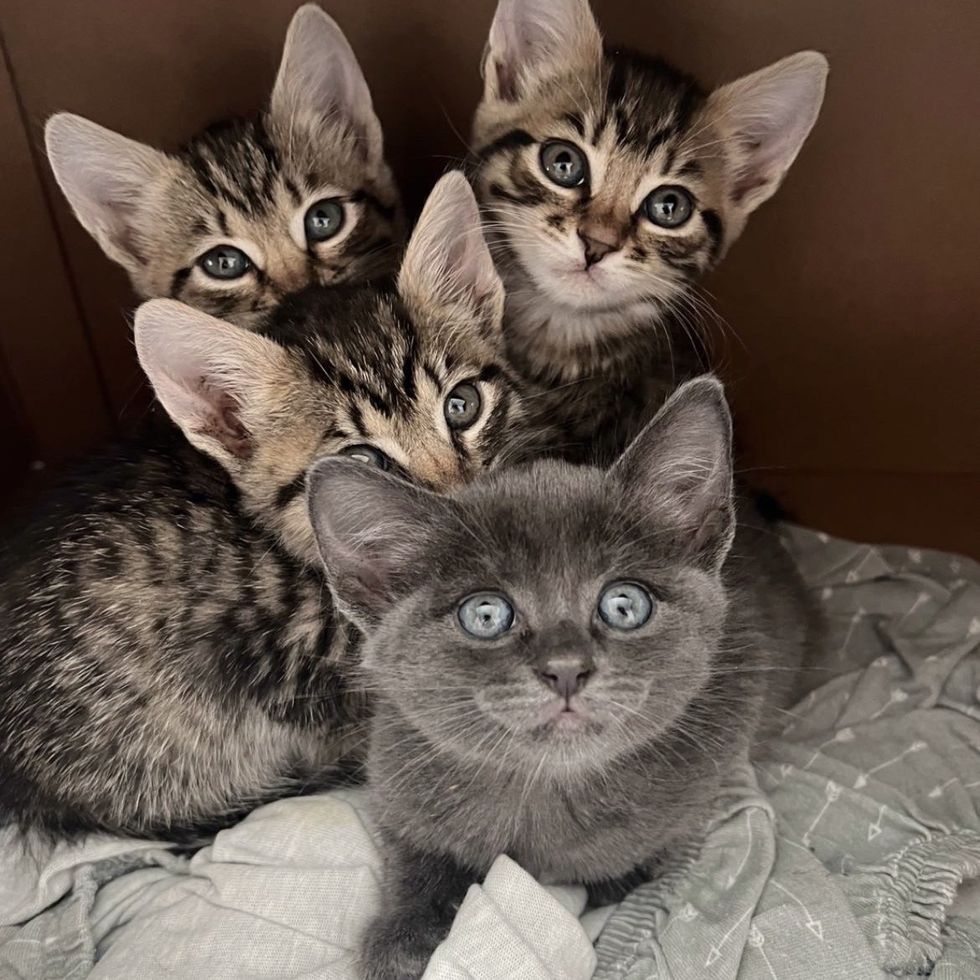 4 Kittens Who Live Outside and Don't Want to Be Touched, Have the ...