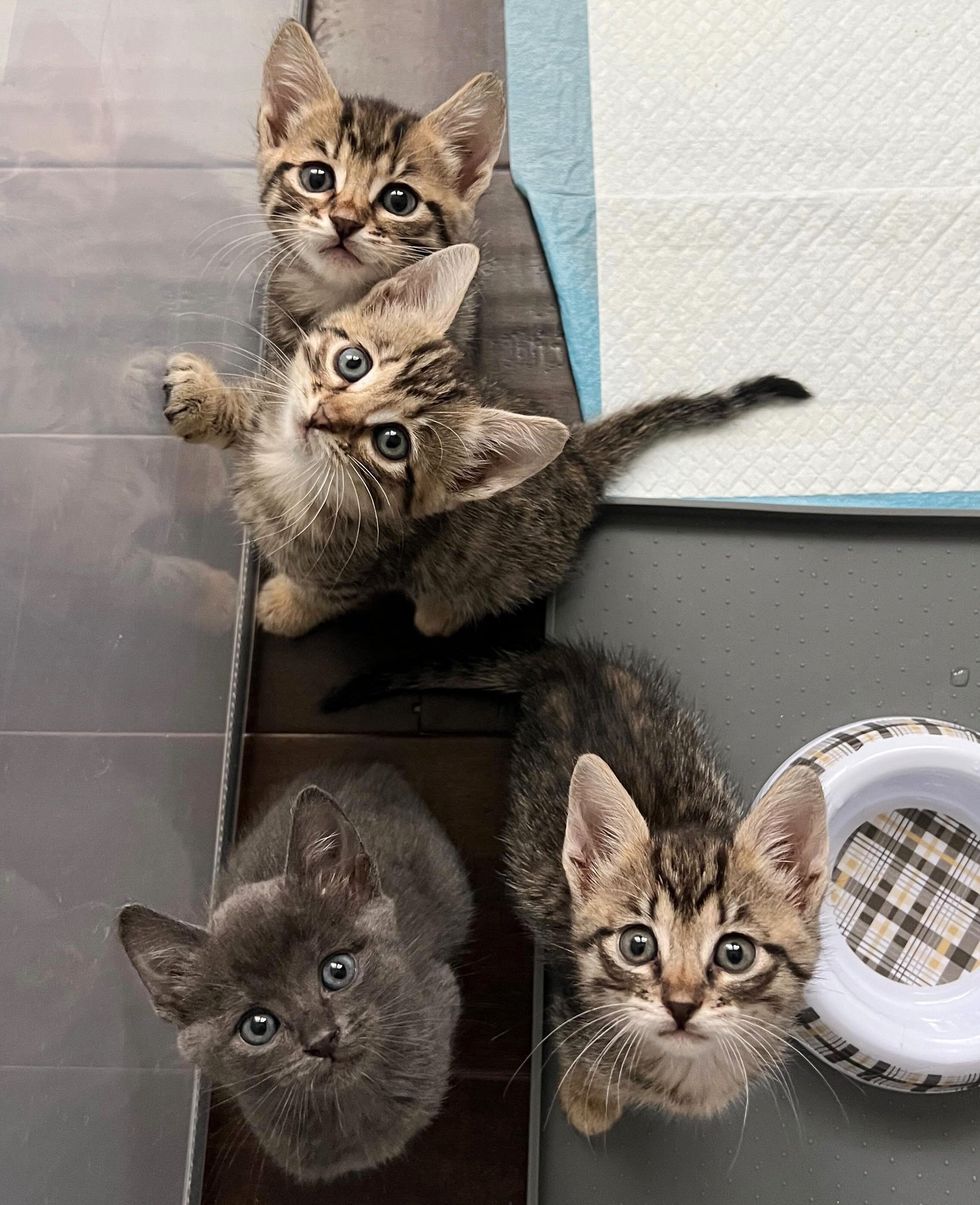 sweet kittens want attention