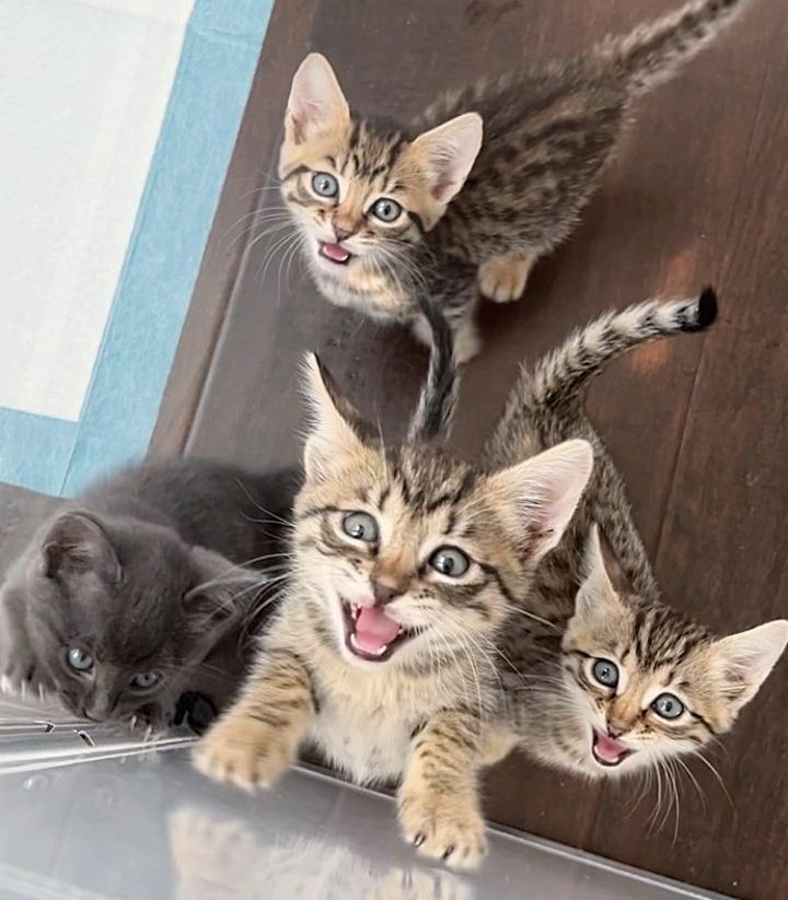 vocal kittens demanding