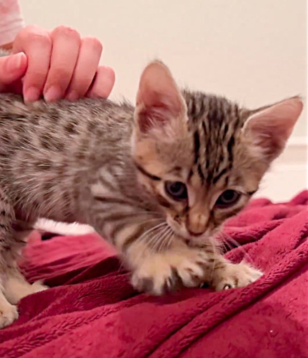 cute kitten kneading