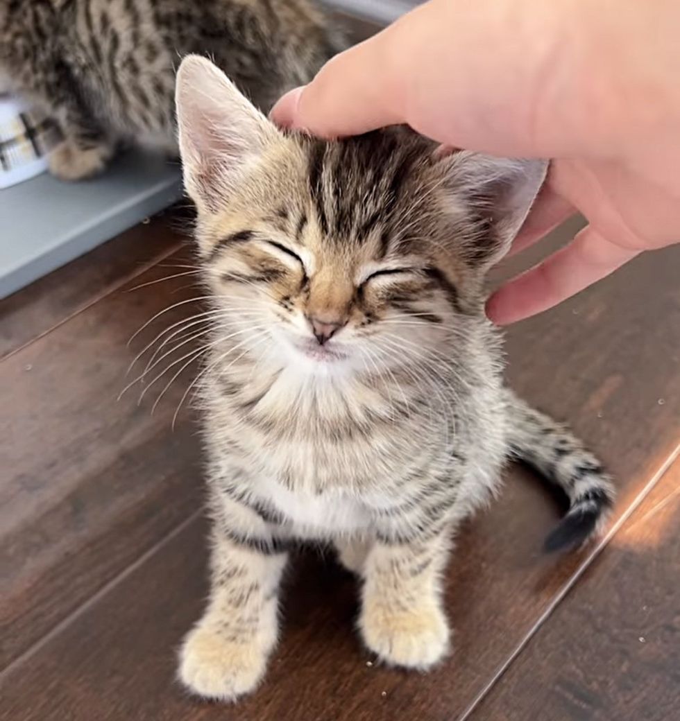 happy smiley kitten