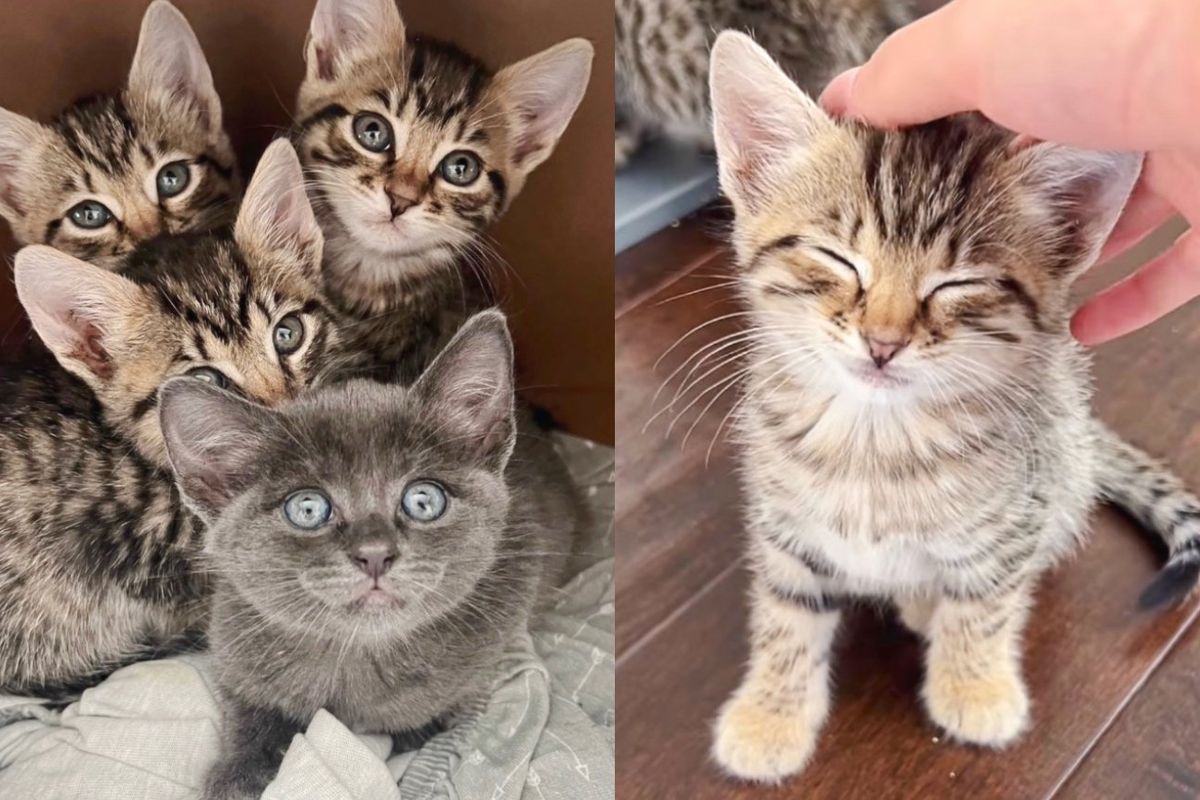 4 Kittens Who Live Outside and Don't Want to Be Touched, Have the Cutest Change of Heart