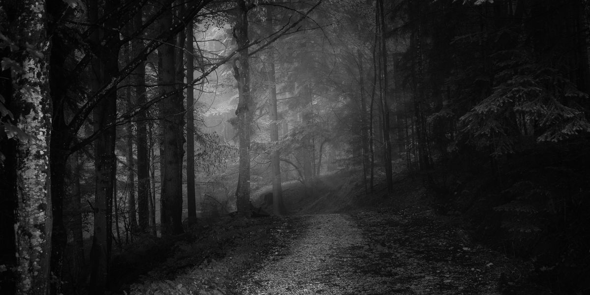 Dark forest at night black and white