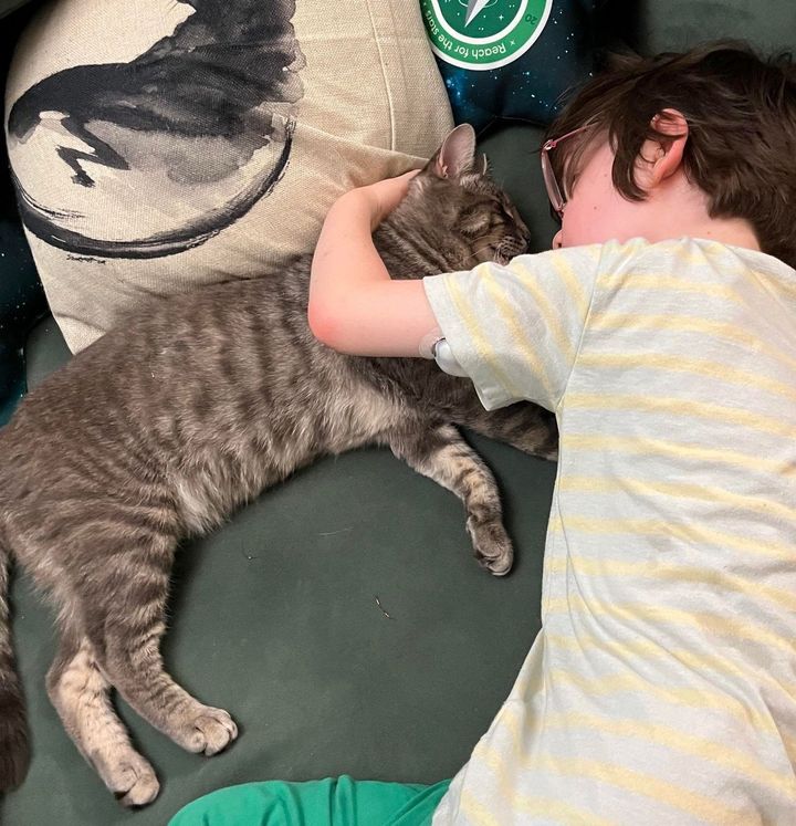 snuggly cat hugs