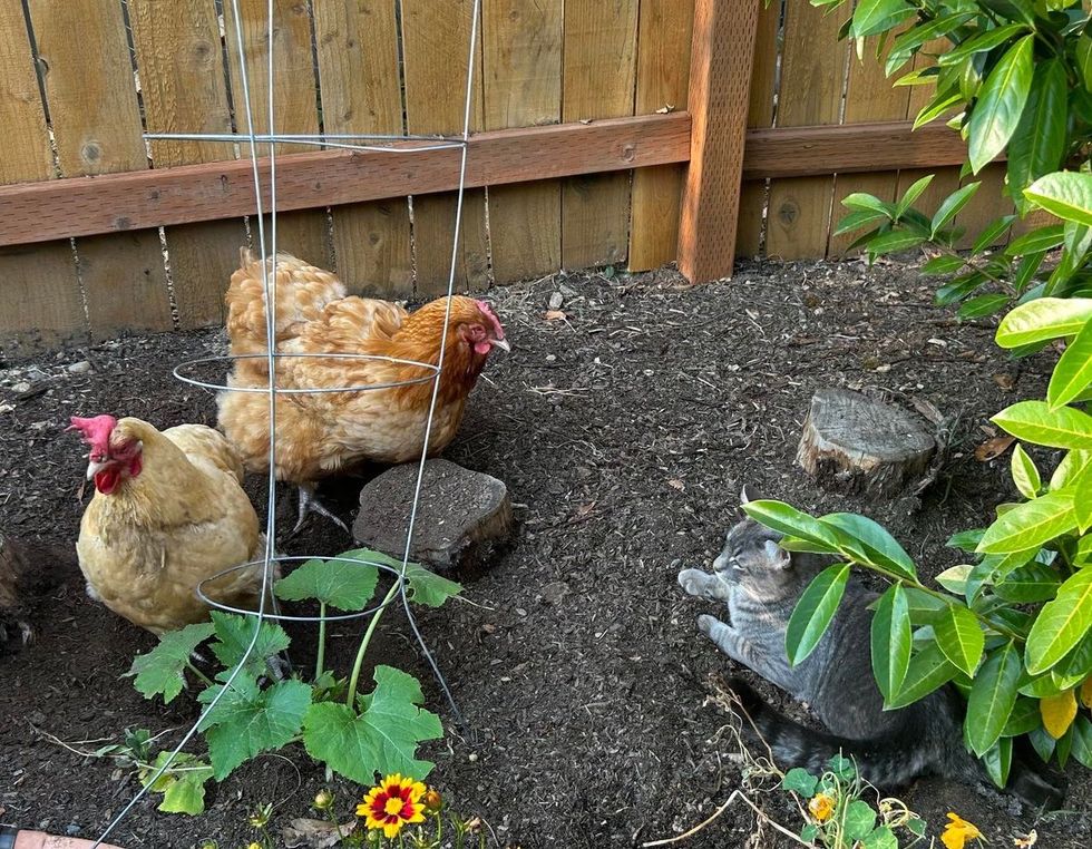 chicken yard cat