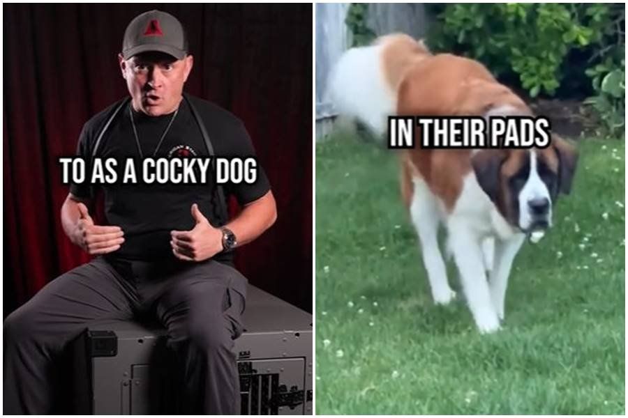 confident dog, dogs on walk, garrett wing