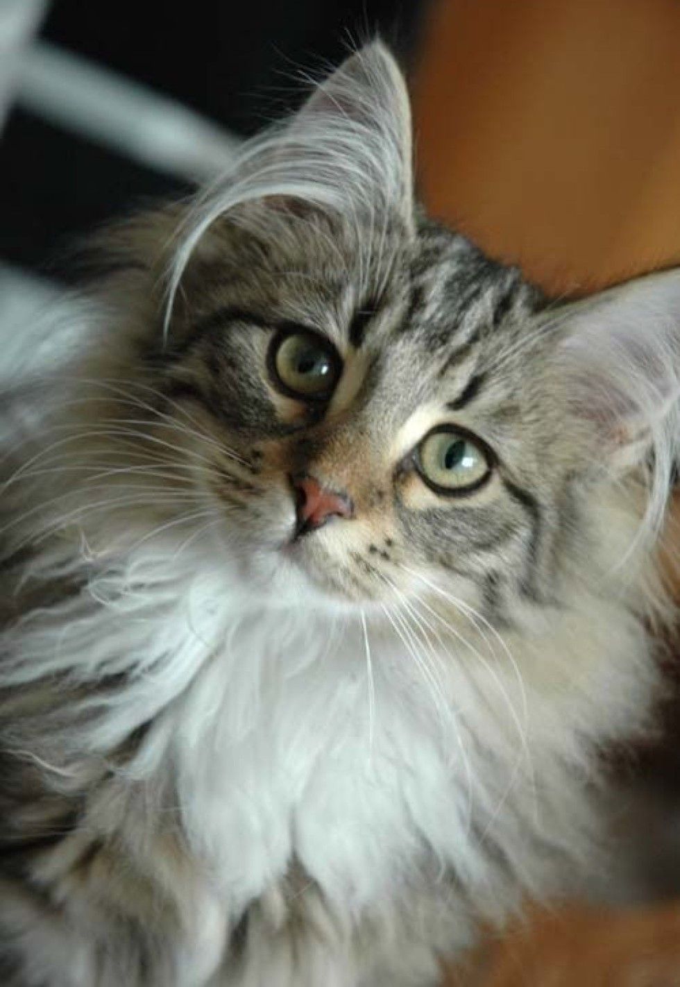 These 7 Kitties Have Some Serious Ear Floofs Love Meow