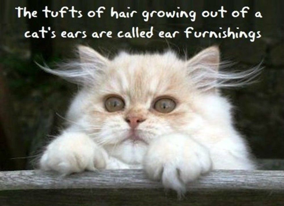 These 7 Kitties Have Some Serious Ear Floofs Love Meow 