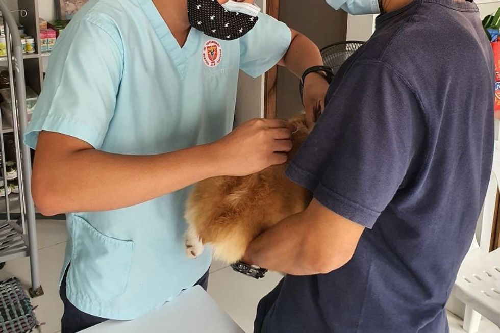 Vet techs in Hawaii break out the dance moves to distract a nervous dog during a blood draw