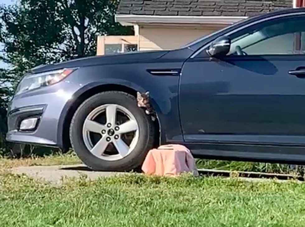 stray kitten car