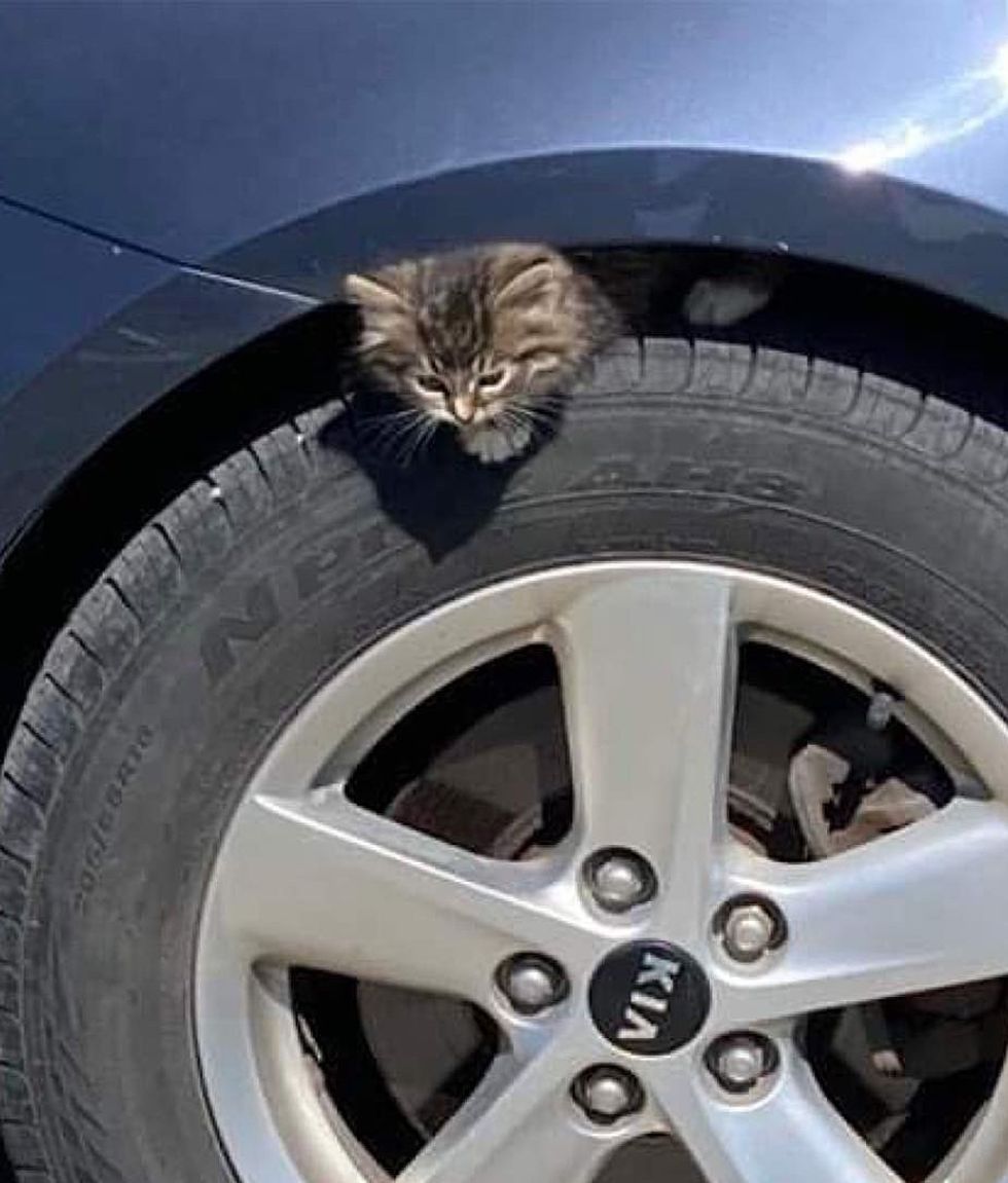 kitten clings car   tire