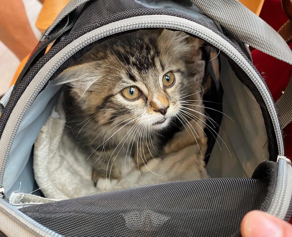 sweet tabby kitten carrier