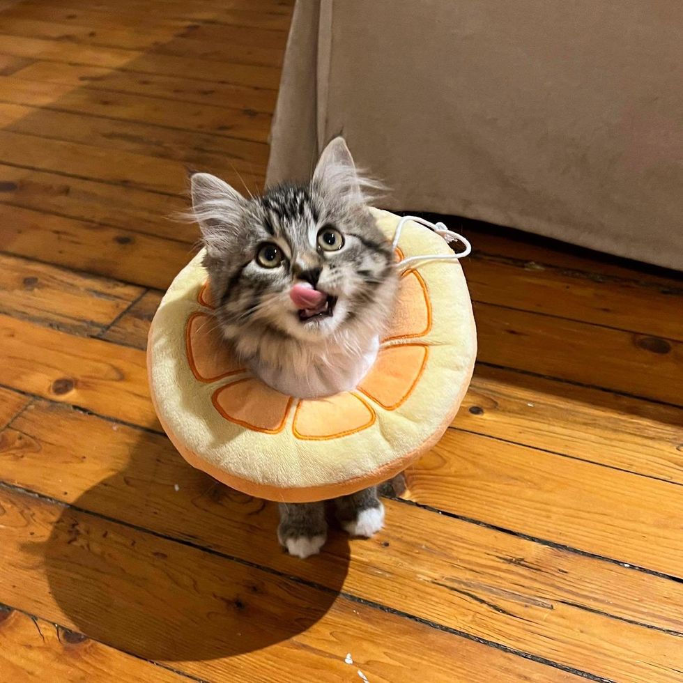 sweet kitten cone
