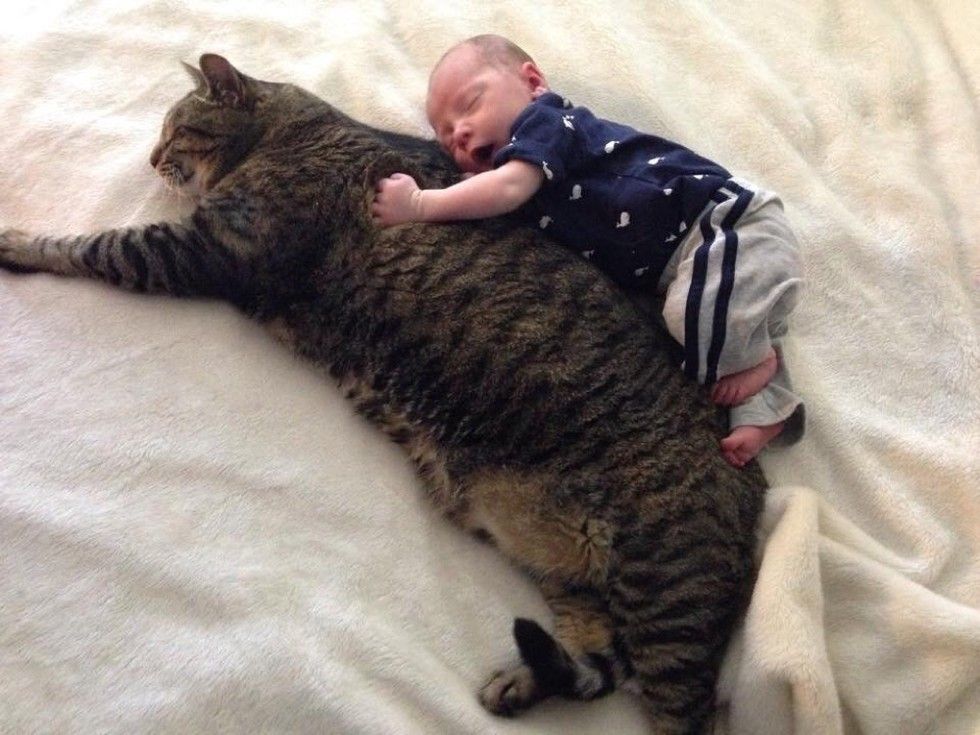 newborn baby boy and tabby cat