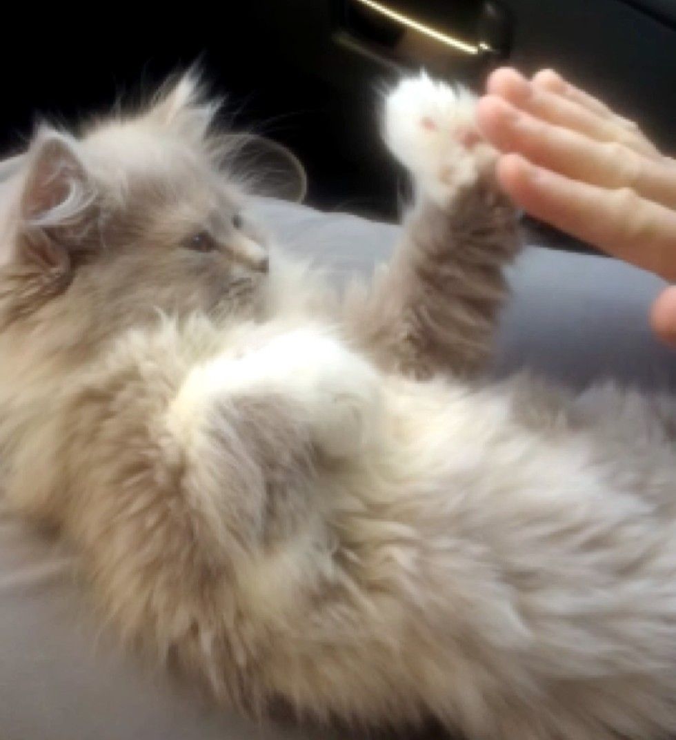 Patty Cake -- Cat Edition GIF - Cat Animal Cute - Discover & Share GIFs