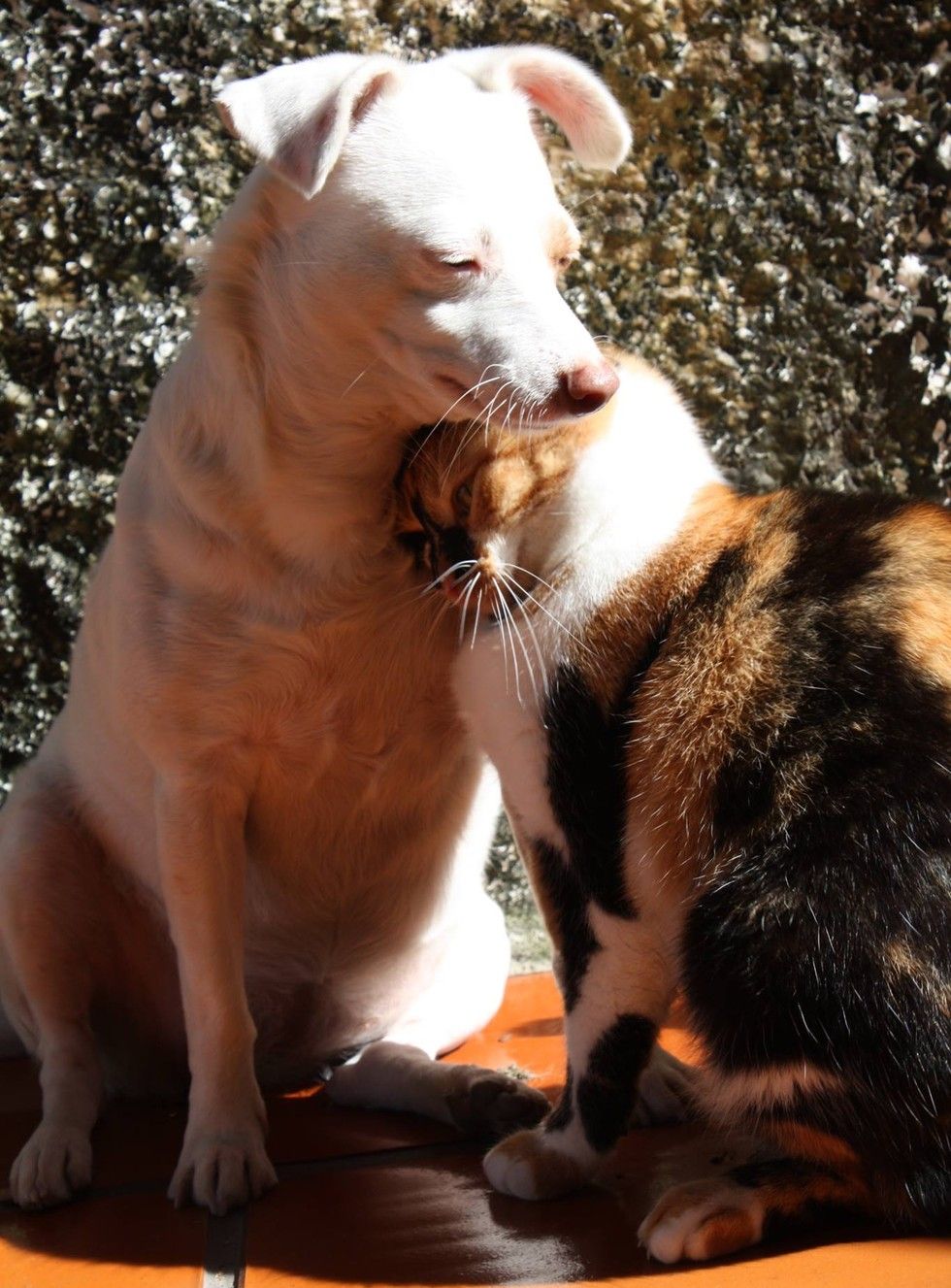 calico cat snuggles dog love