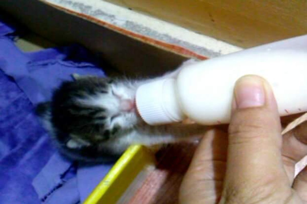 orphaned kitten rescued finds new mom