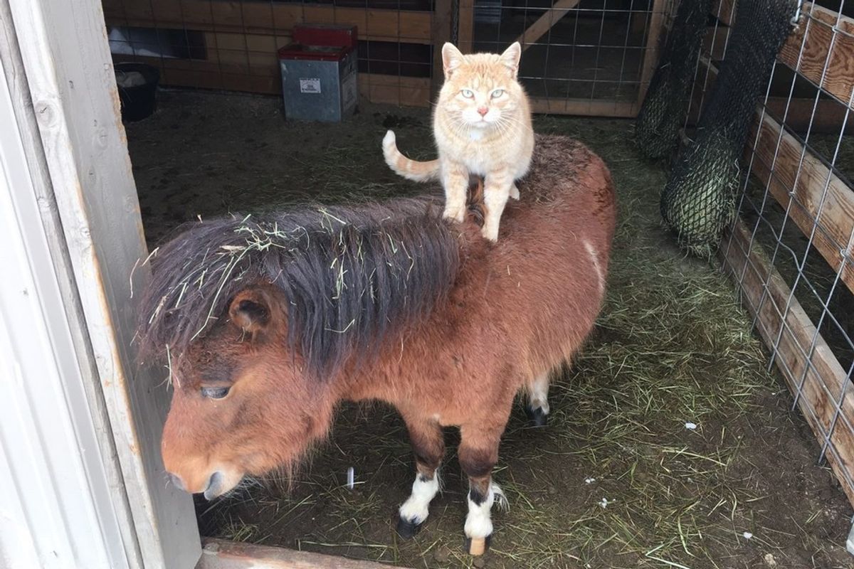 farm ginger cat rides farm animals growing up
