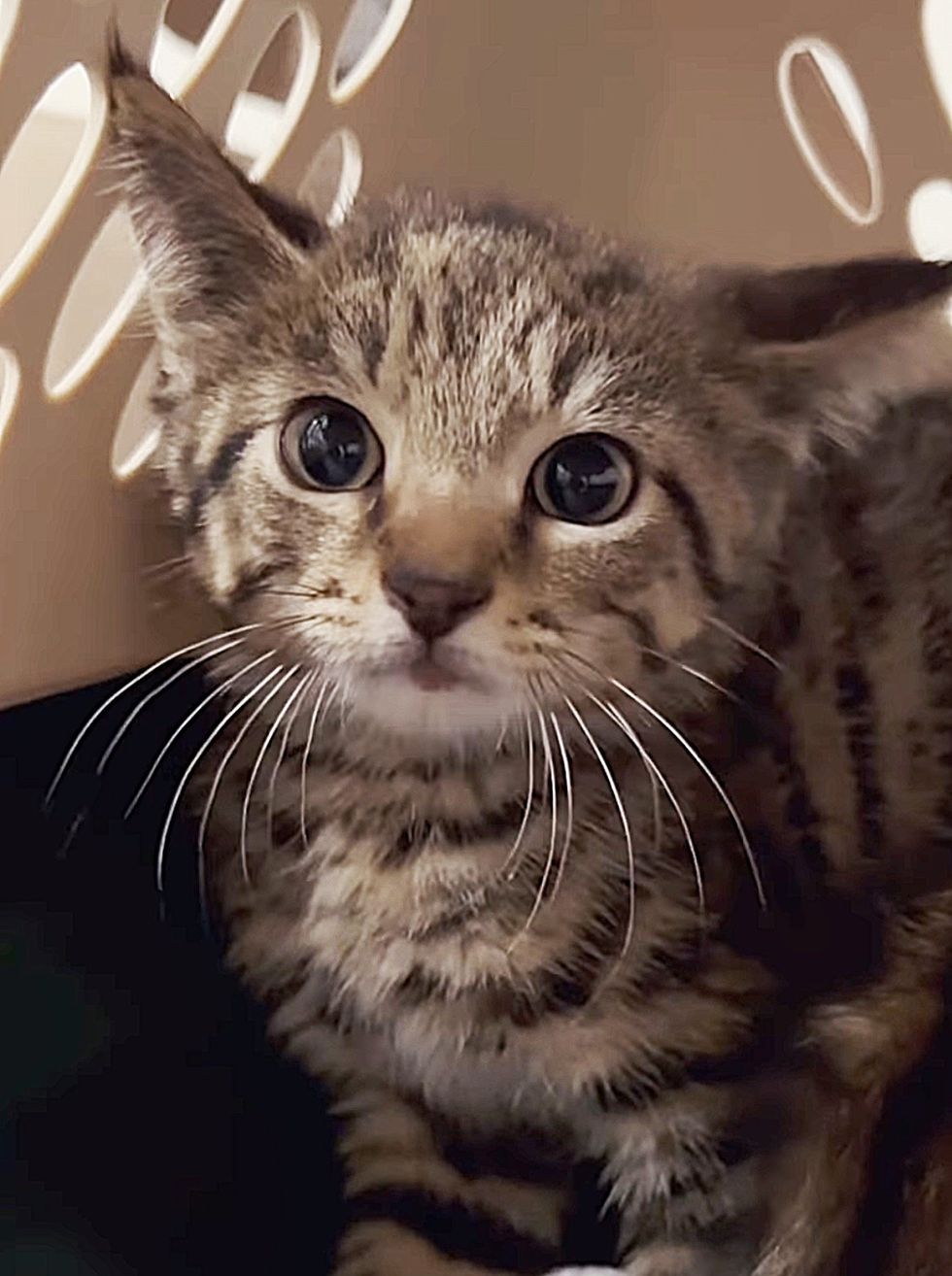 feral kitten rescued