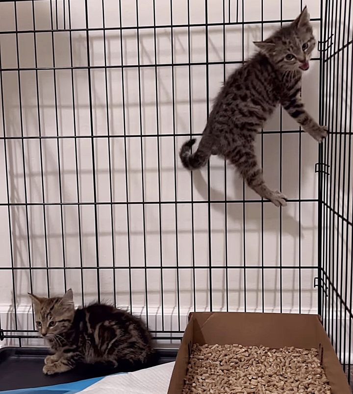 tabby kitten scared