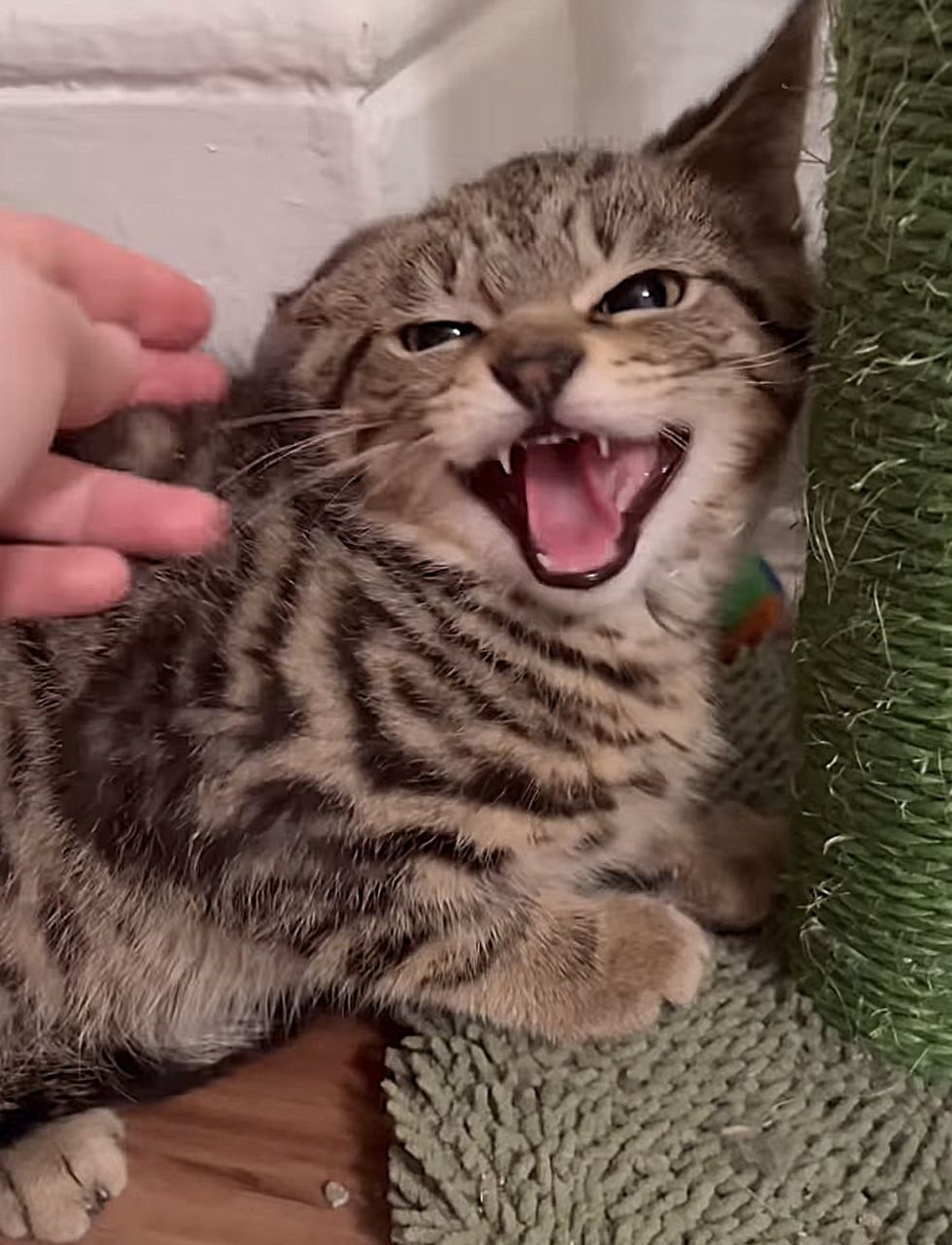 hissy kitten tabby