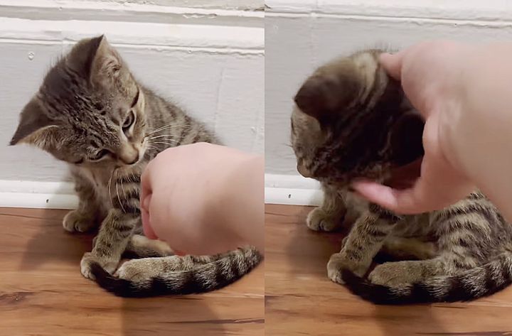 kitten head scrtiches